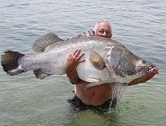 a fish out of water has two choices - the off parent