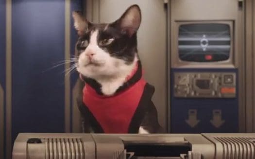 Cat Video: Cats In Space