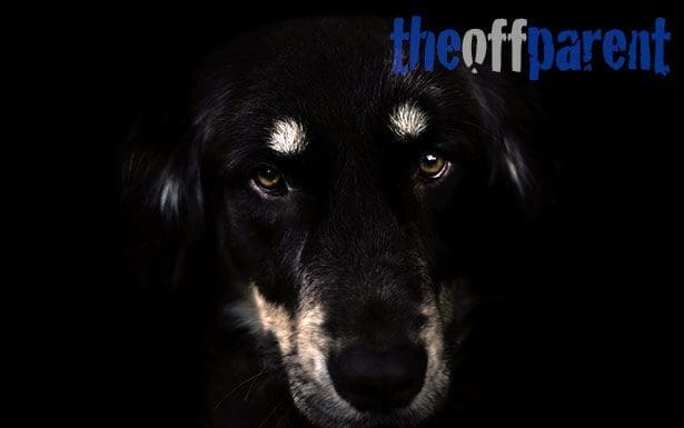 OFF-blackdog2