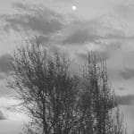 grey moon